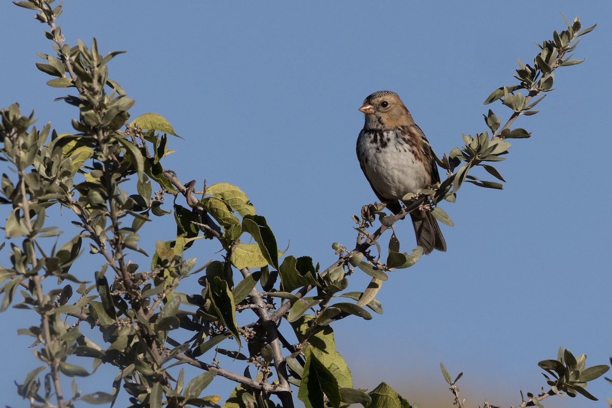 Harris's Sparrow - ML610185533