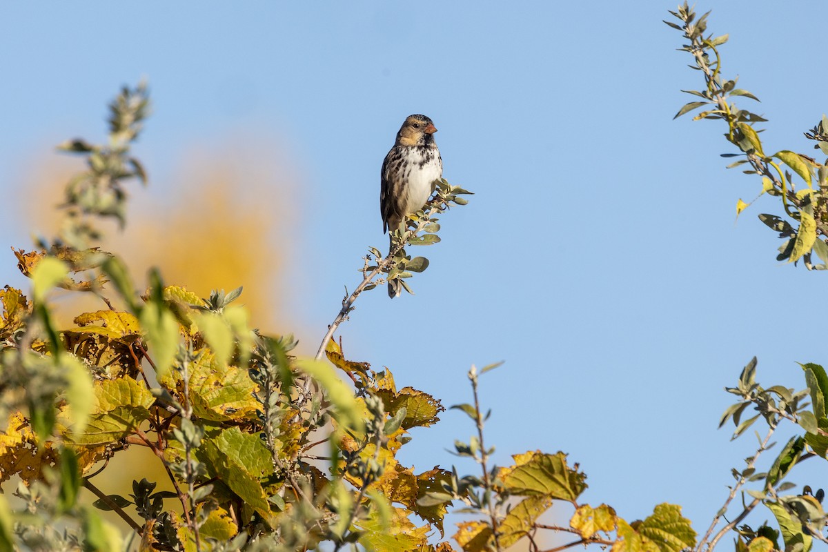 Harris's Sparrow - ML610185537