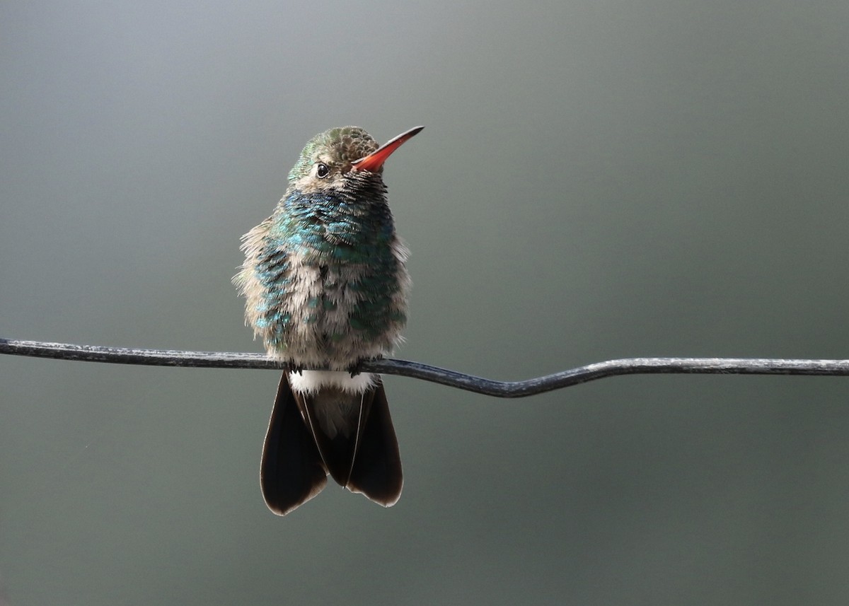 Colibrí Piquiancho Común - ML610185726