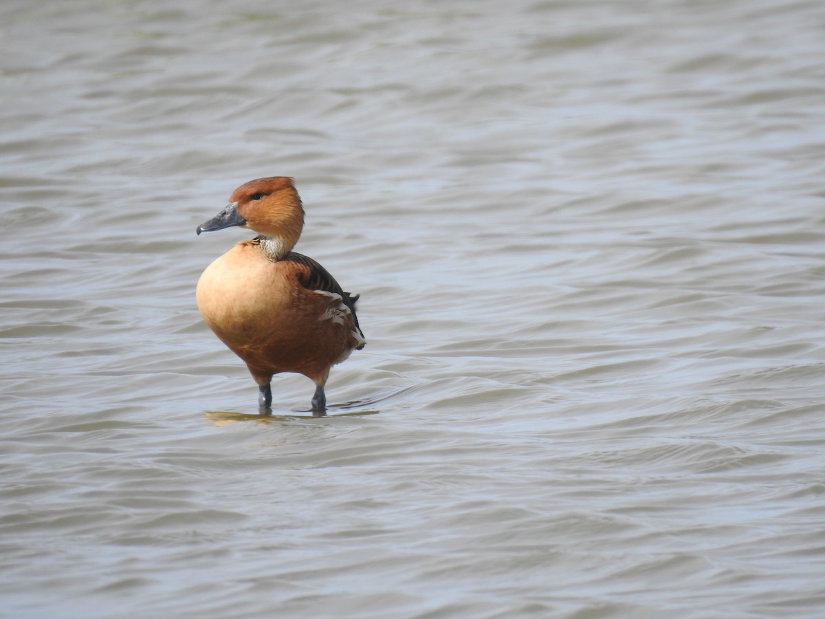 Fulvous Whistling-Duck - ML610185729