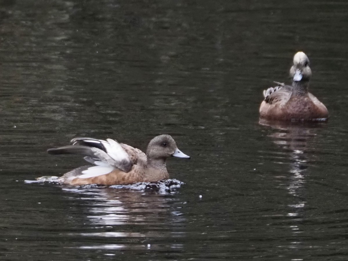 American Wigeon - ML610185782