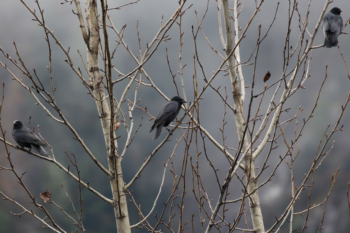 American Crow - ML610185841