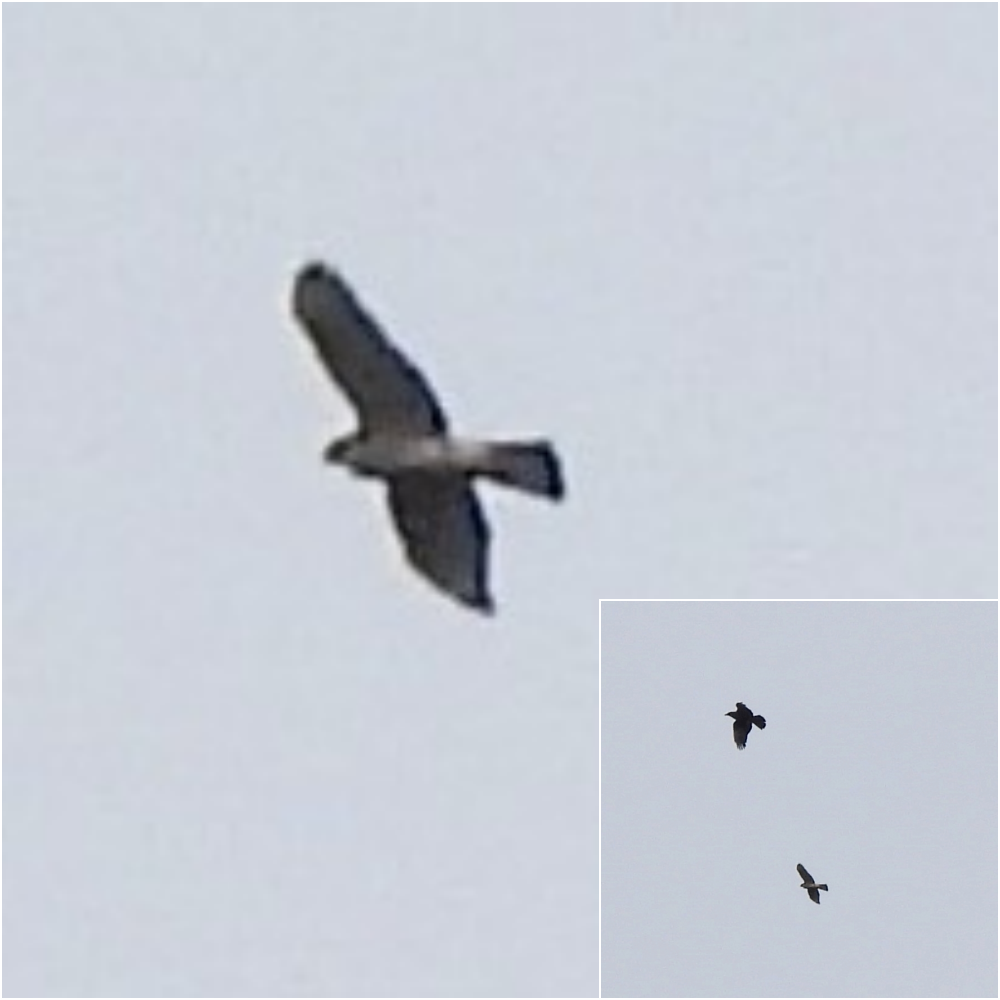 Sharp-shinned Hawk - Cristina Hartshorn