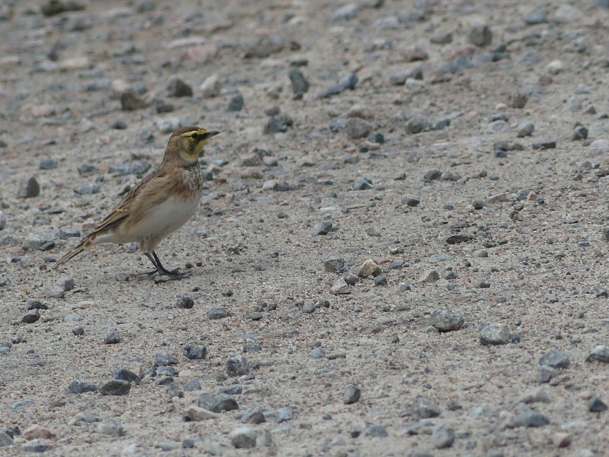 Horned Lark - ML610186051