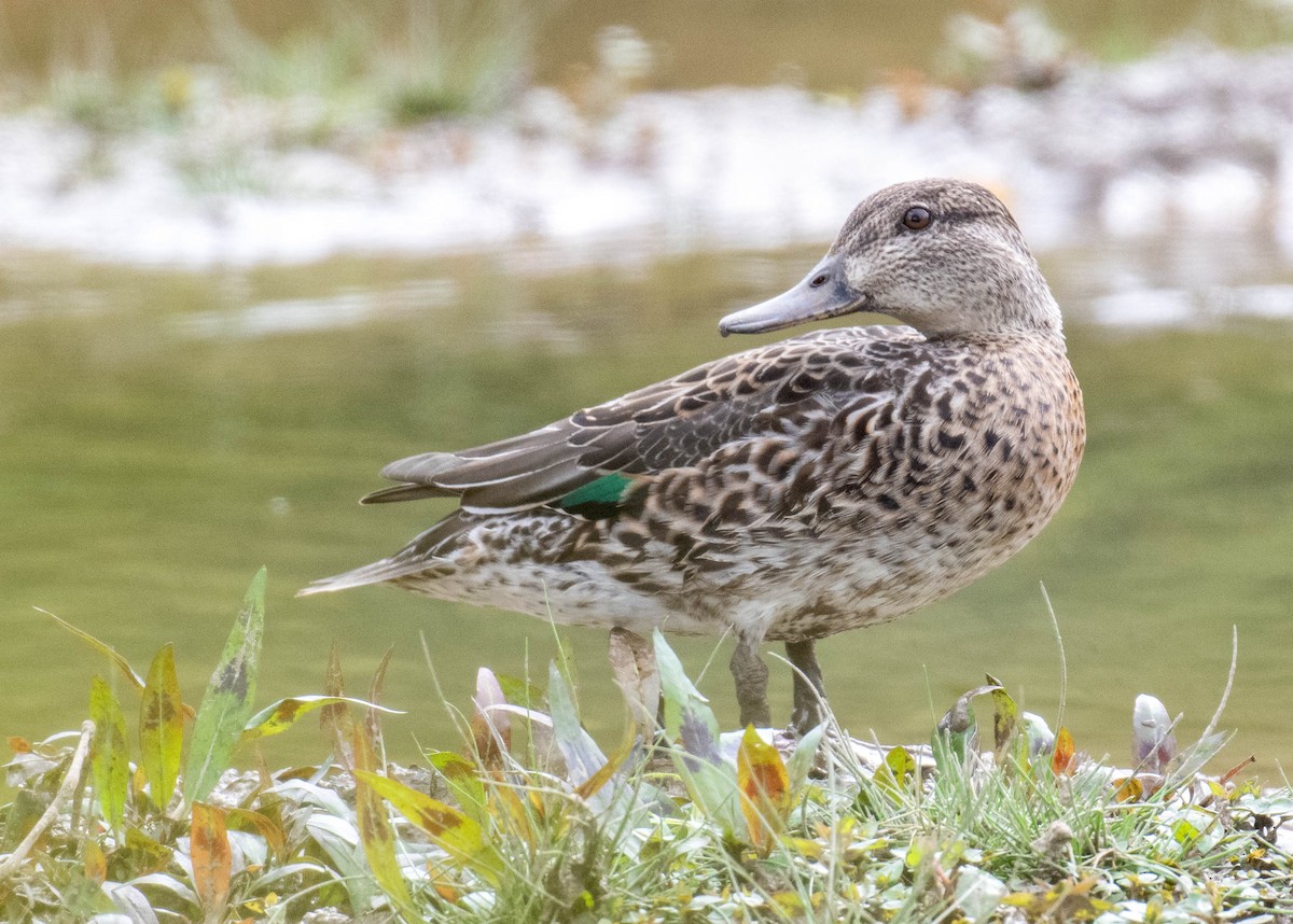 Green-winged Teal - ML610186267