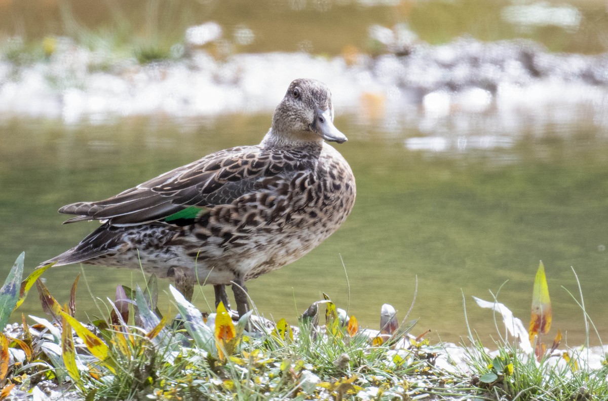 Green-winged Teal - ML610186296