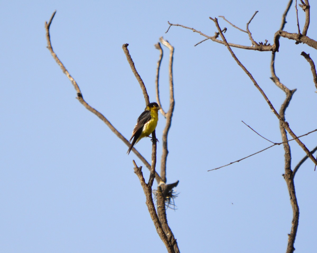 Lesser Goldfinch - ML610186299