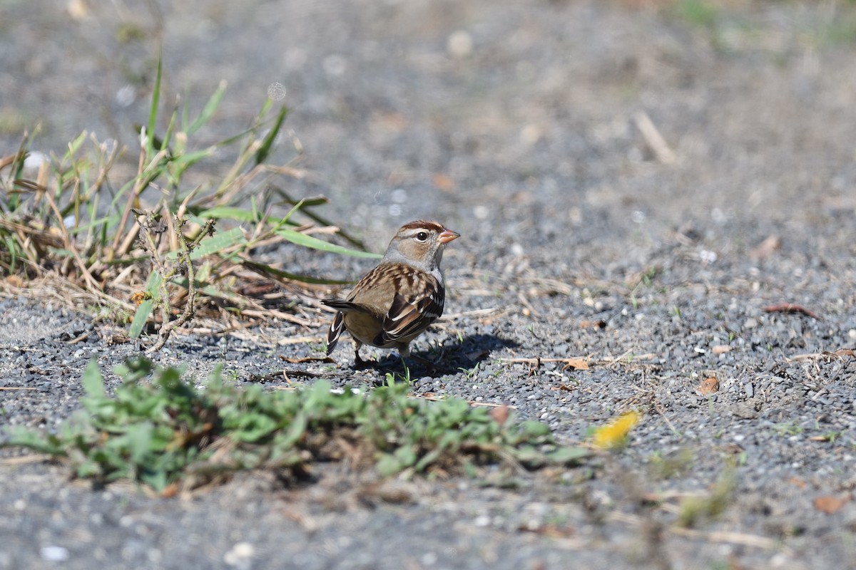 White-crowned Sparrow - ML610186376