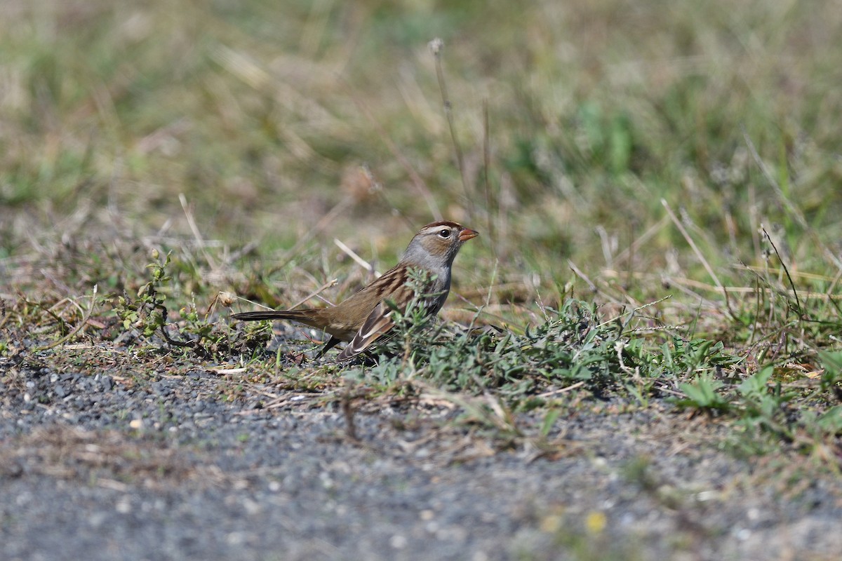 White-crowned Sparrow - ML610186379