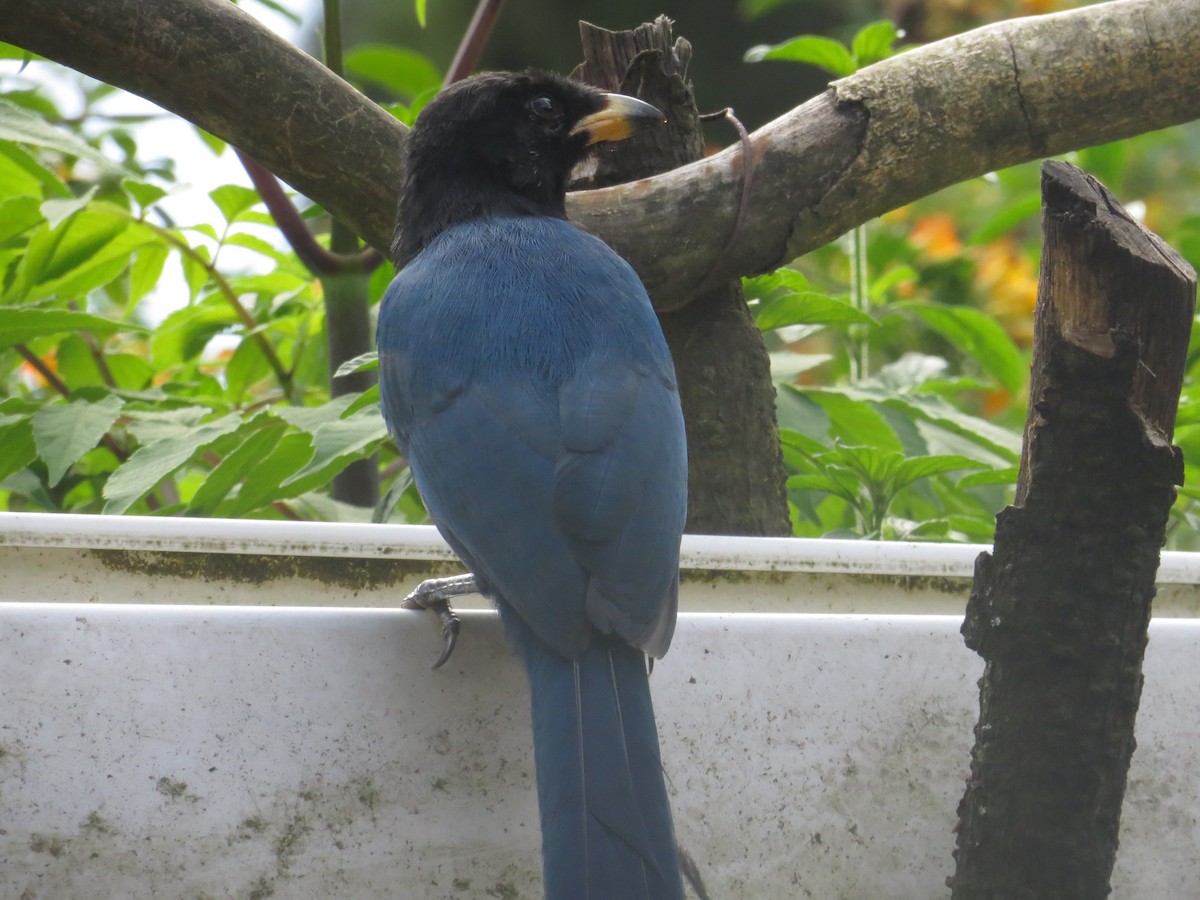 Bushy-crested Jay - ML610186386