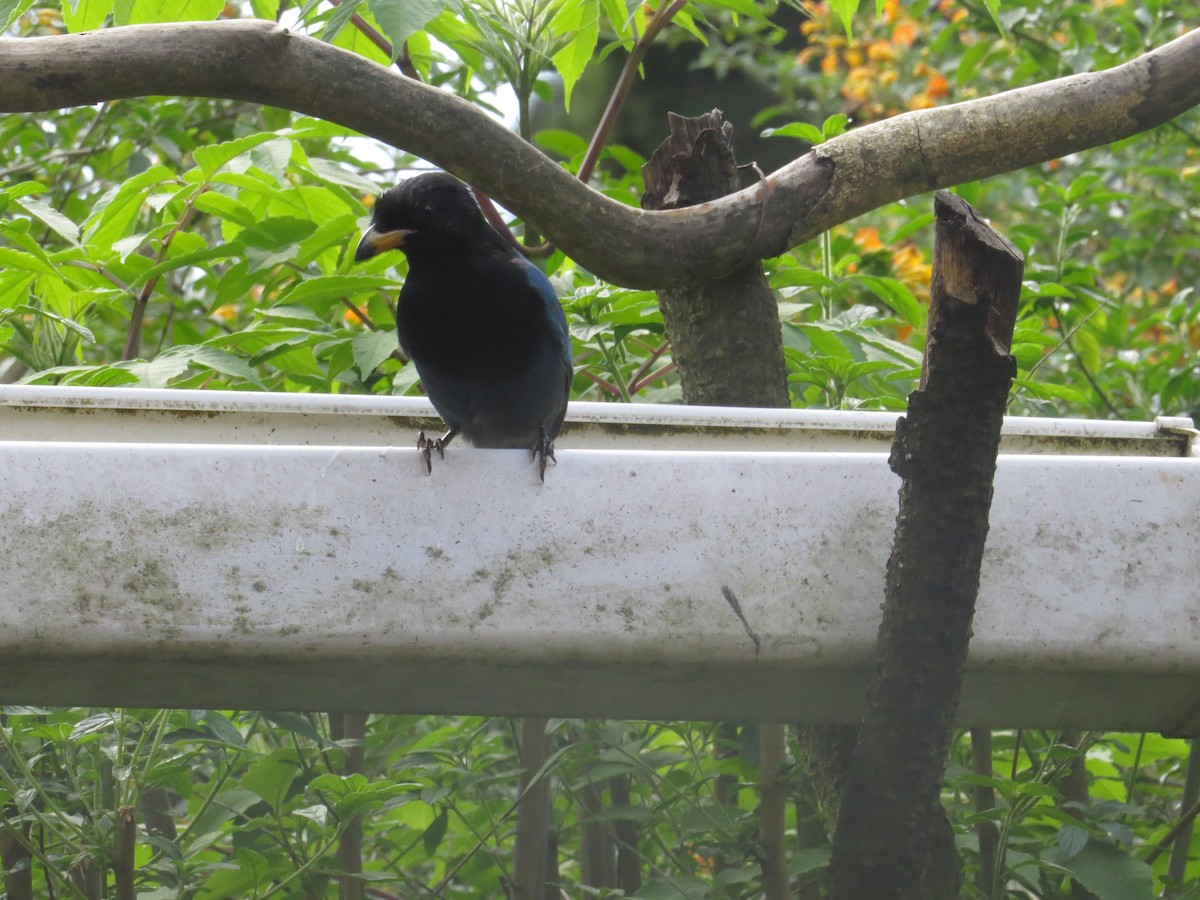 Bushy-crested Jay - ML610186387