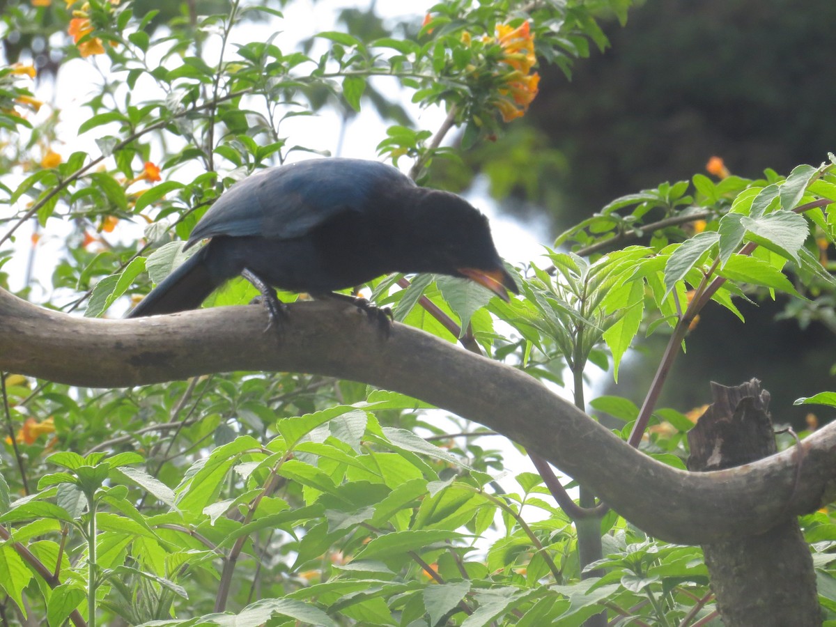 Bushy-crested Jay - ML610186388