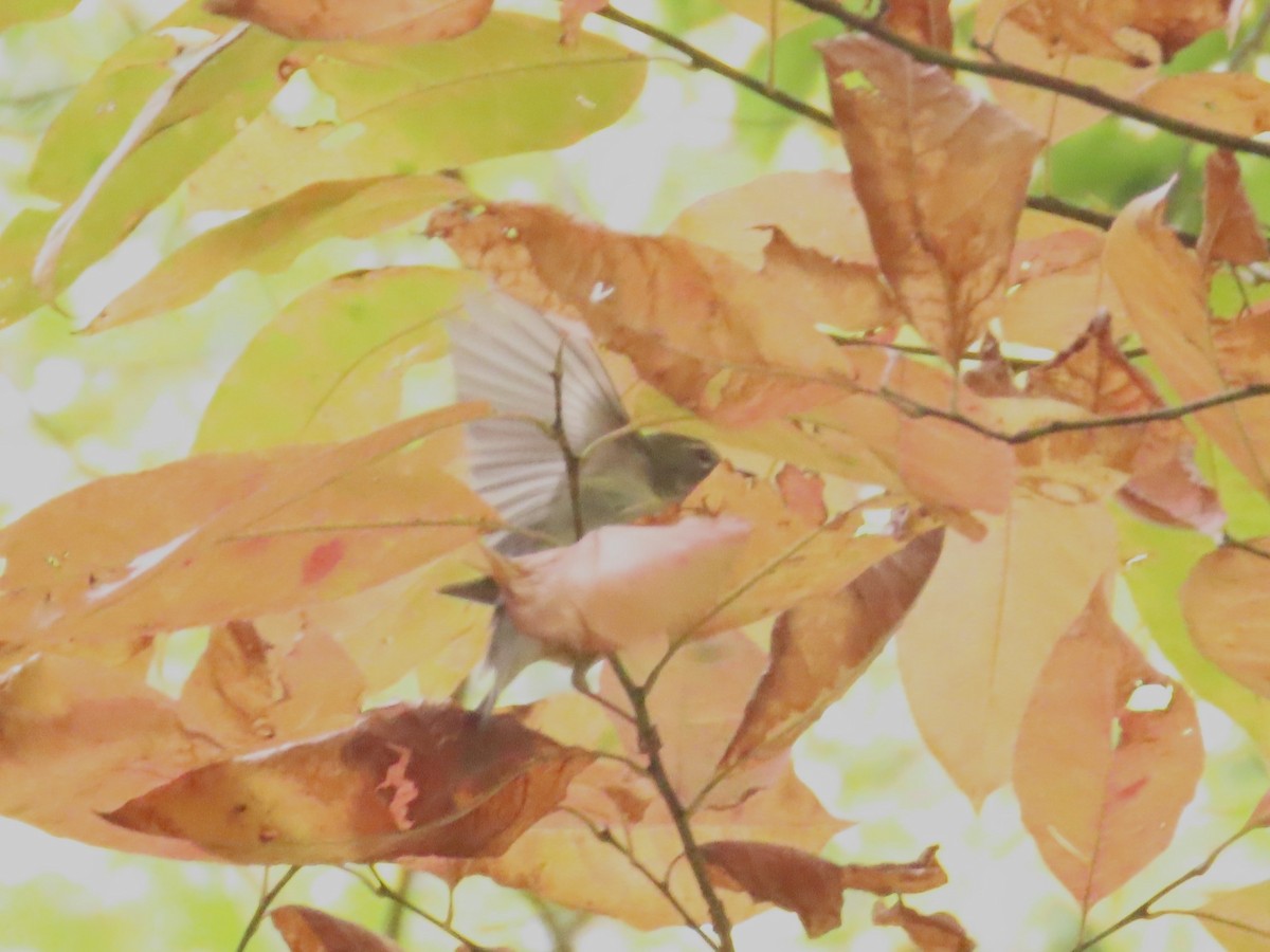 Black-throated Blue Warbler - ML610186435