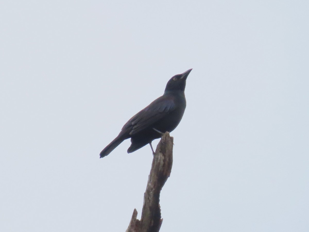 Common Grackle - ML610186447