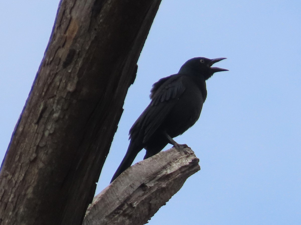 Common Grackle - ML610186448