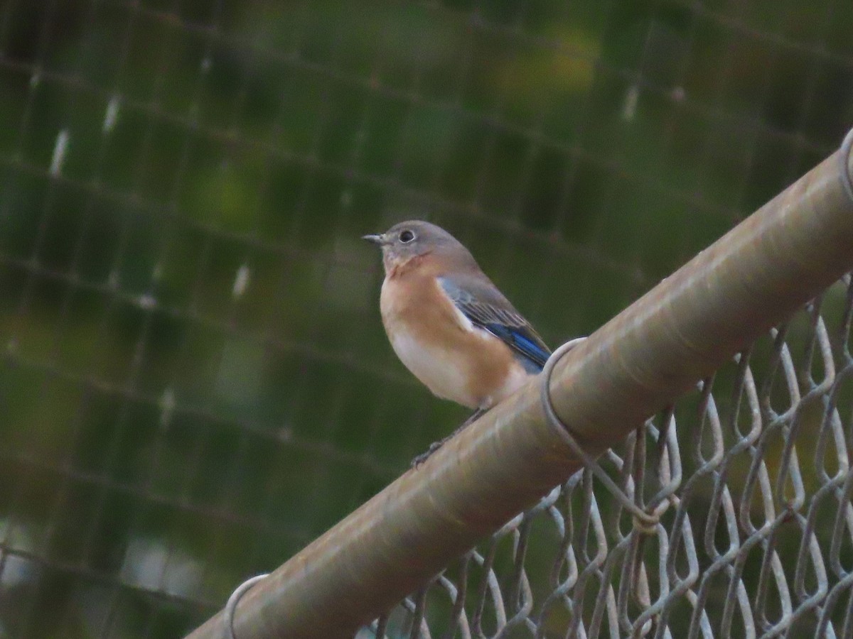 Eastern Bluebird - ML610186462