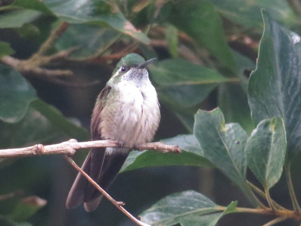 Green-throated Mountain-gem - ML610186466