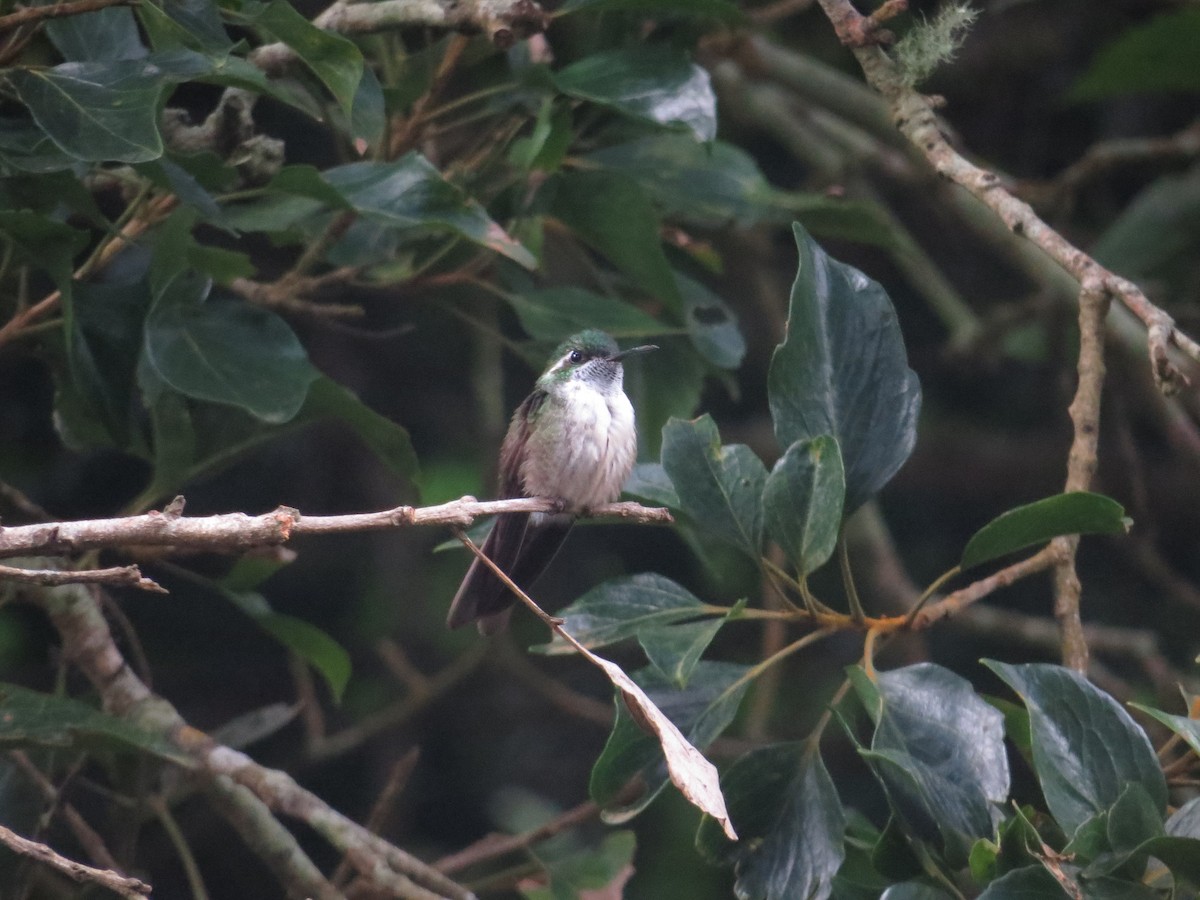 Green-throated Mountain-gem - ML610186467