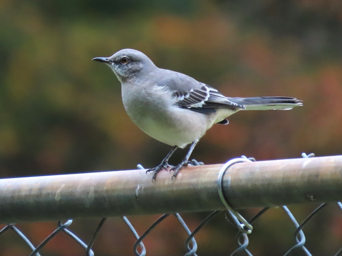 Northern Mockingbird - ML610186474