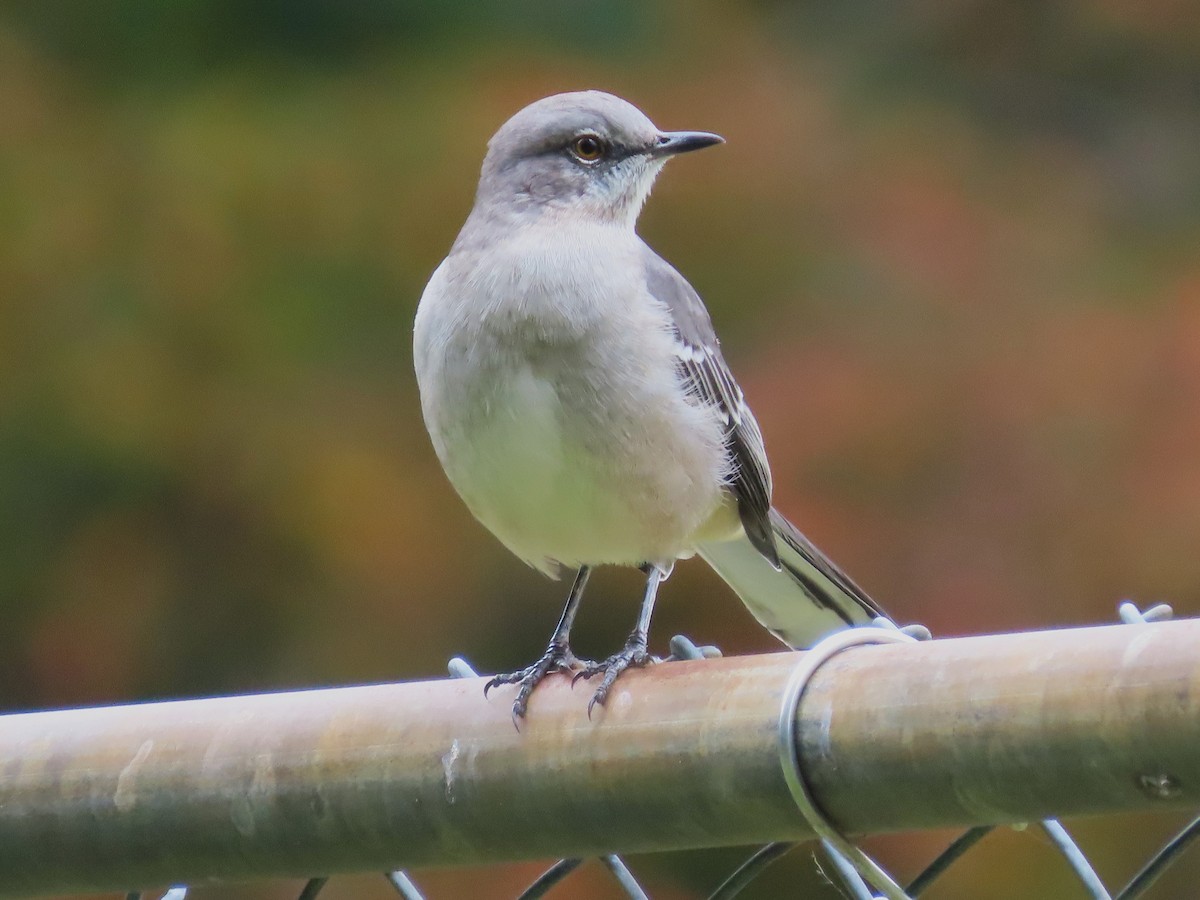 Northern Mockingbird - ML610186475