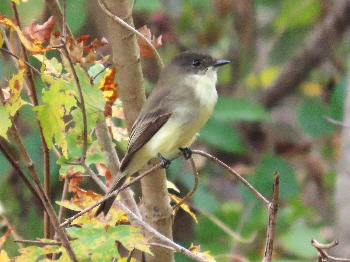 Eastern Phoebe - ML610186486