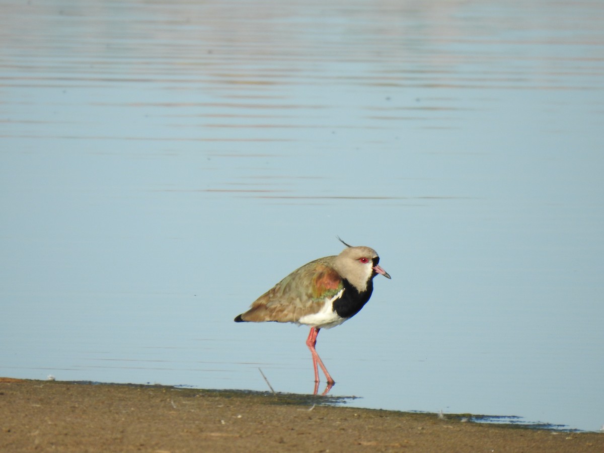 Southern Lapwing - ML610186545