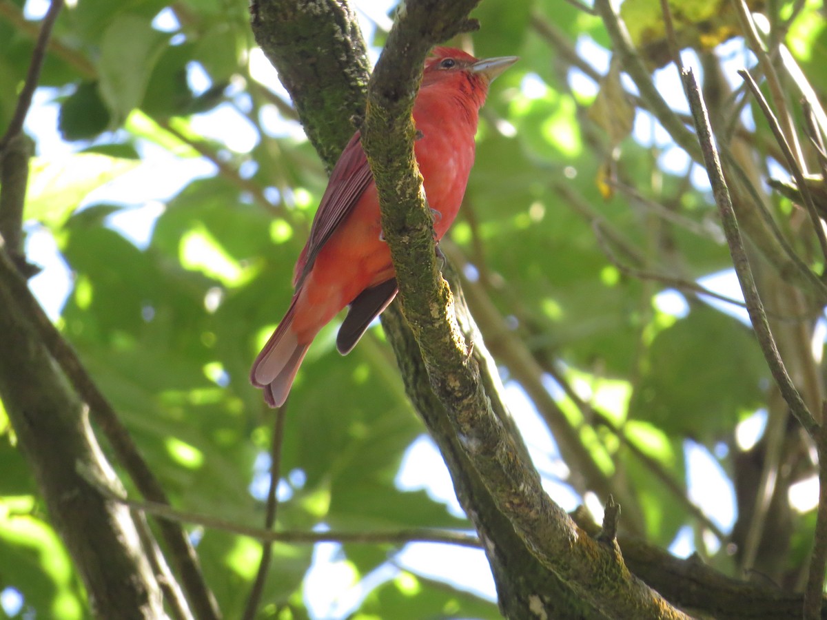 Summer Tanager - ML610186549