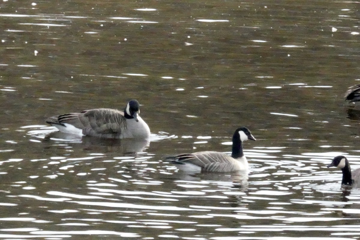 Cackling Goose - ML610186561