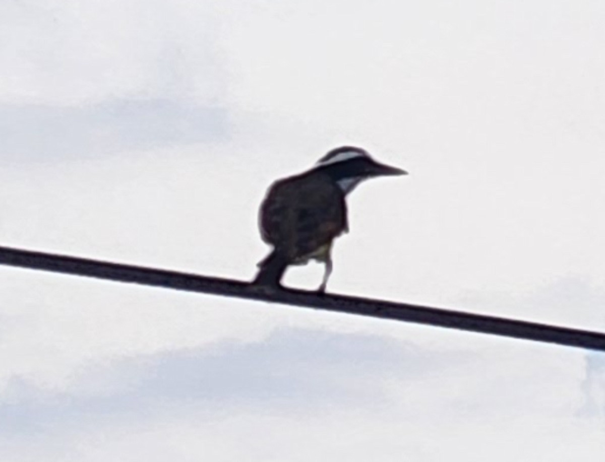 Great Kiskadee - ML610186572