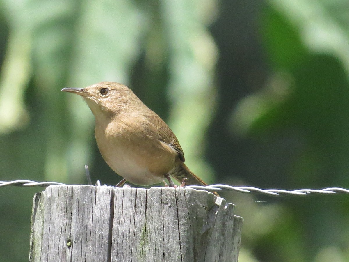 Southern House Wren - ML610186579