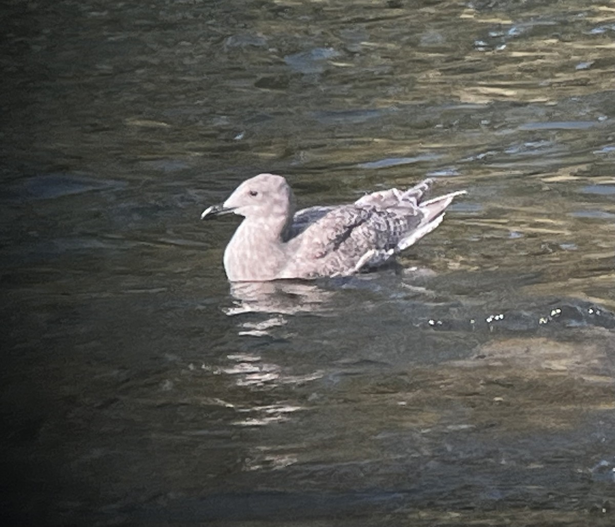 Glaucous-winged Gull - ML610186607