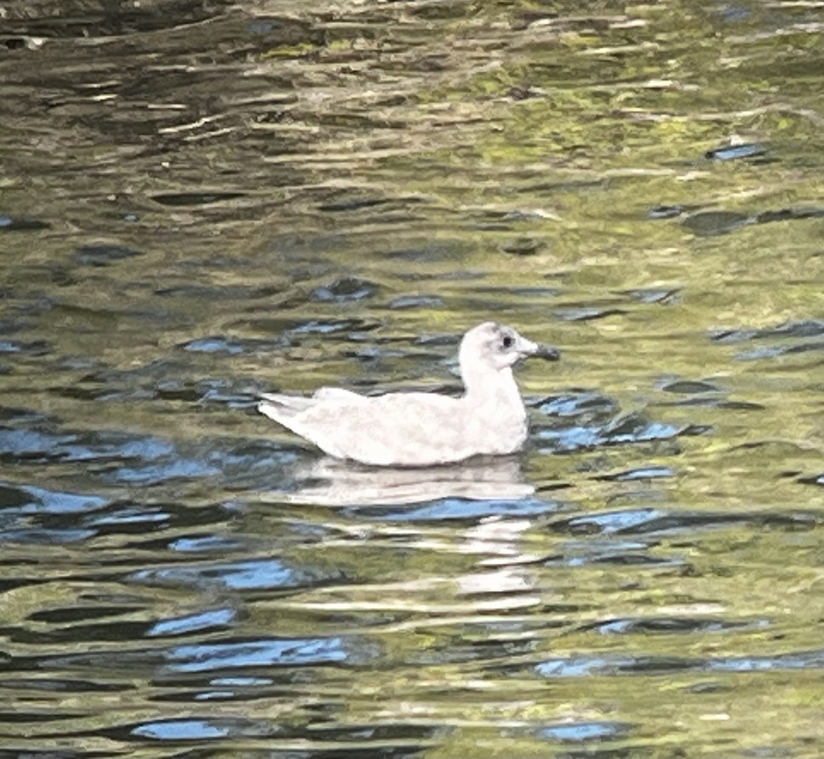 Gaviota de Bering - ML610186608