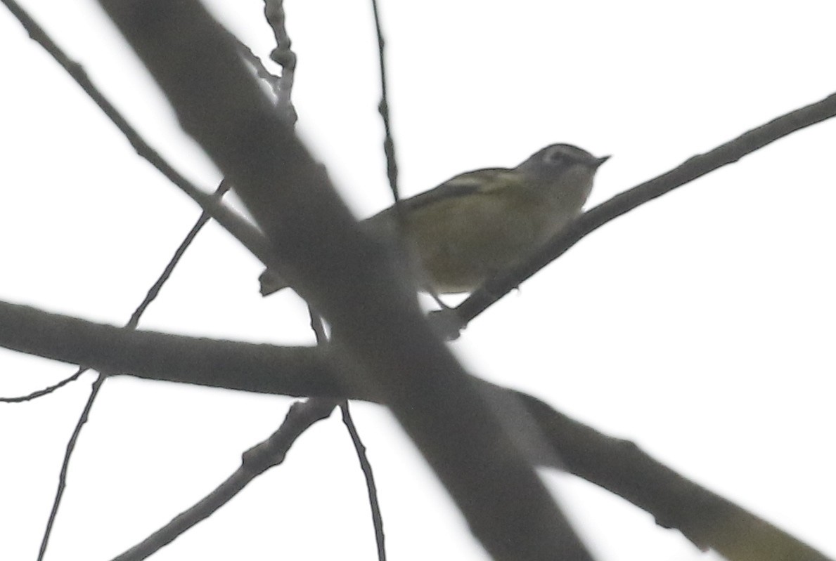 Blue-headed Vireo - ML610186647