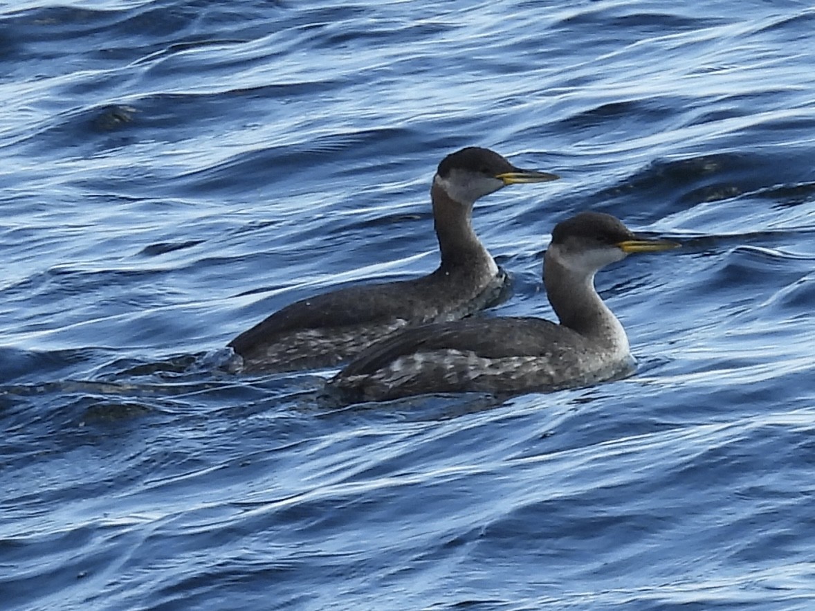 Red-necked Grebe - ML610186671