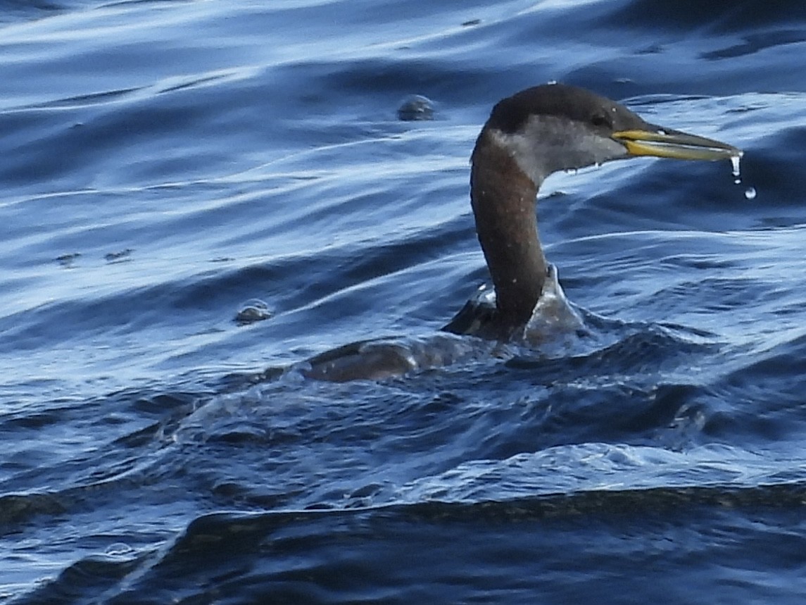 Red-necked Grebe - ML610186672