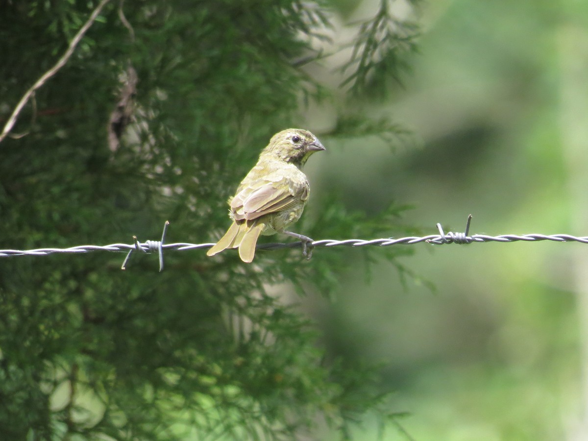 Yellow-faced Grassquit - ML610186705