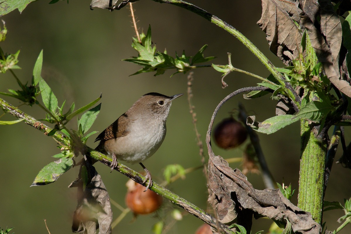 House Wren - Connor Robinson