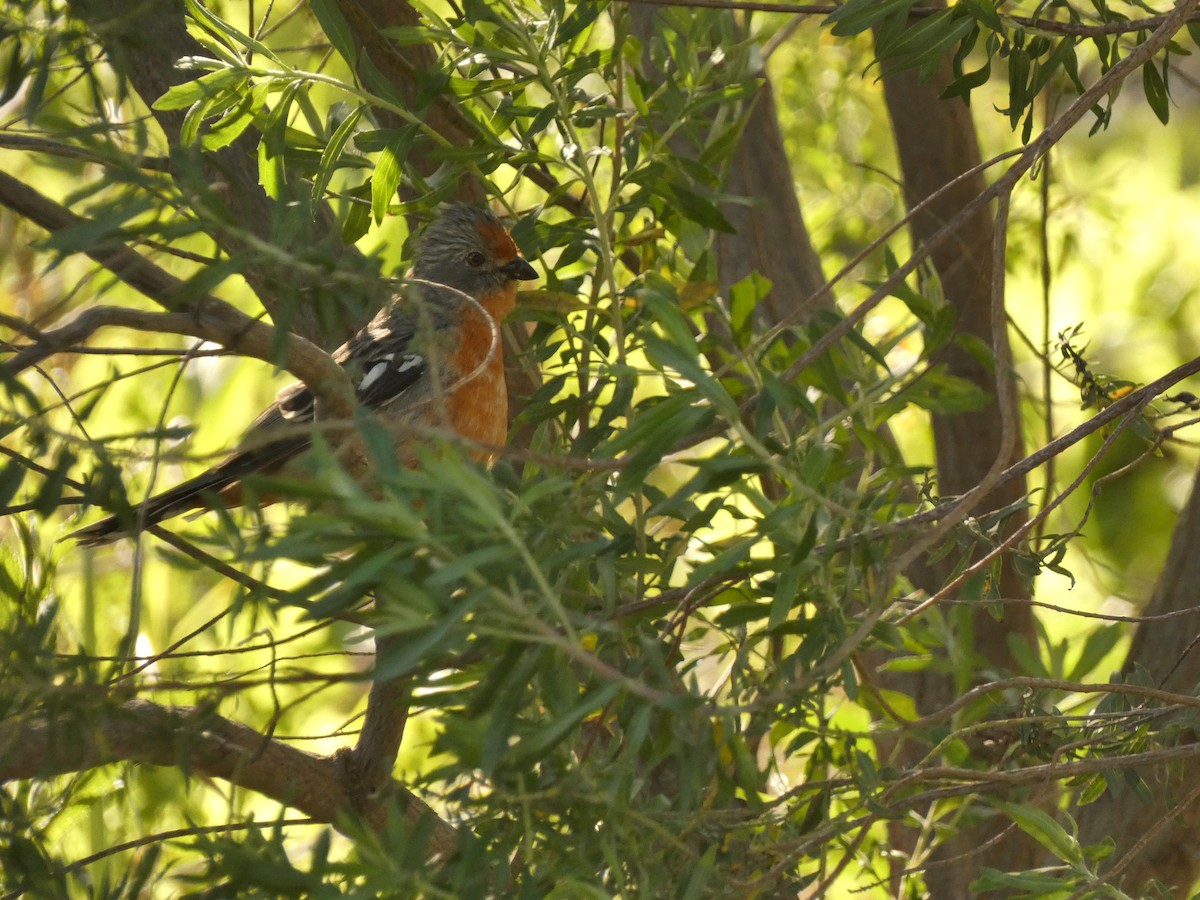 White-tipped Plantcutter - Anonymous