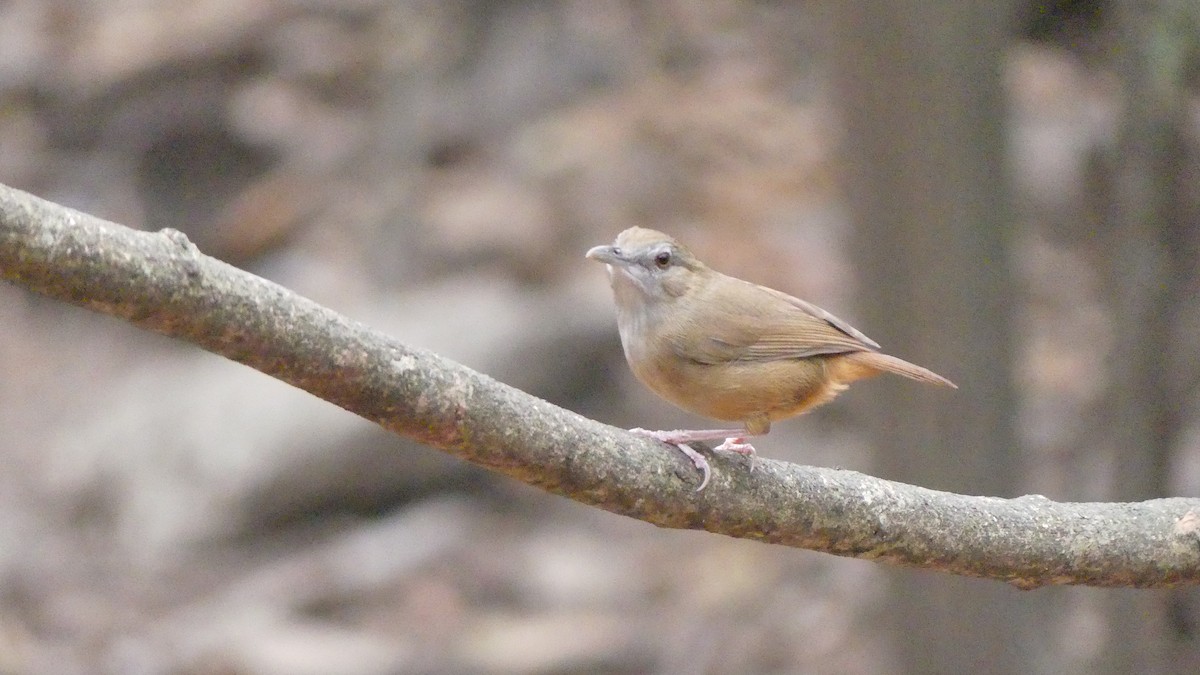 Abbott's Babbler - ML610186870