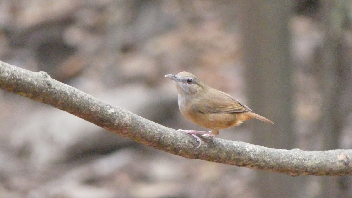 Abbott's Babbler - ML610186871