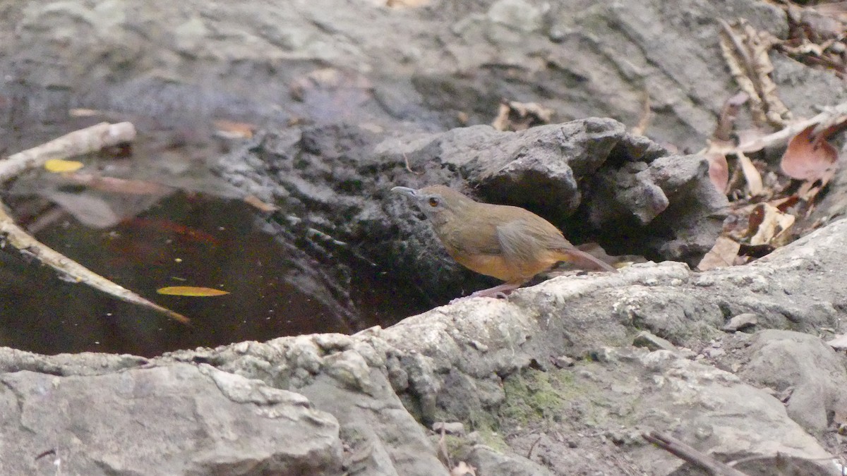 Abbott's Babbler - ML610186872