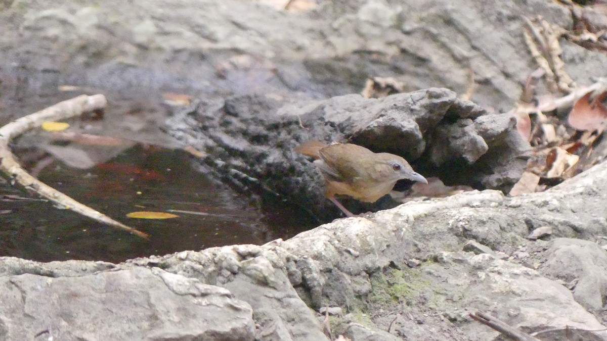 Abbott's Babbler - ML610186873