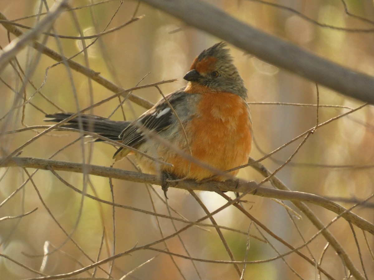 White-tipped Plantcutter - Anonymous