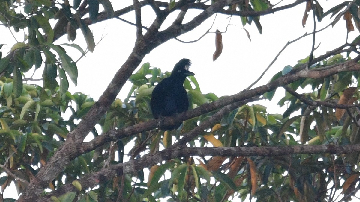 Амазонская зонтичная птица - ML610186886