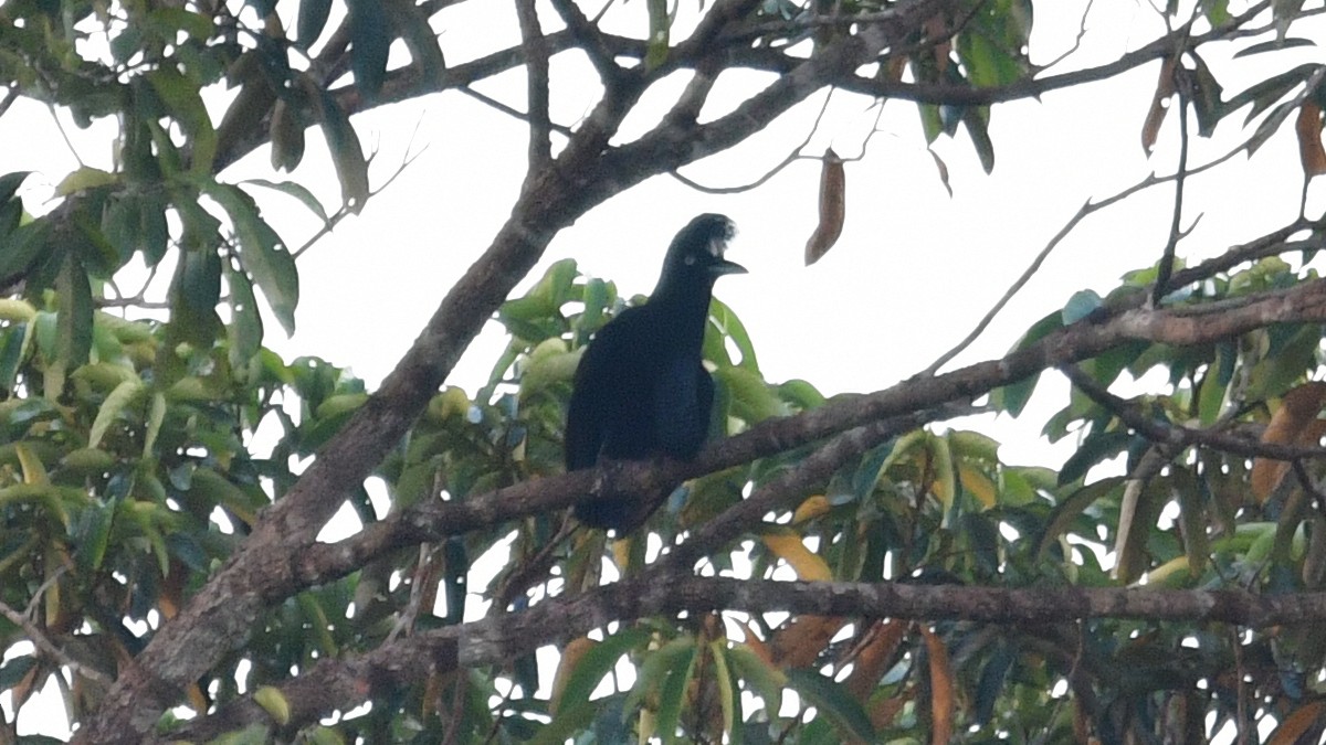 Амазонская зонтичная птица - ML610186956