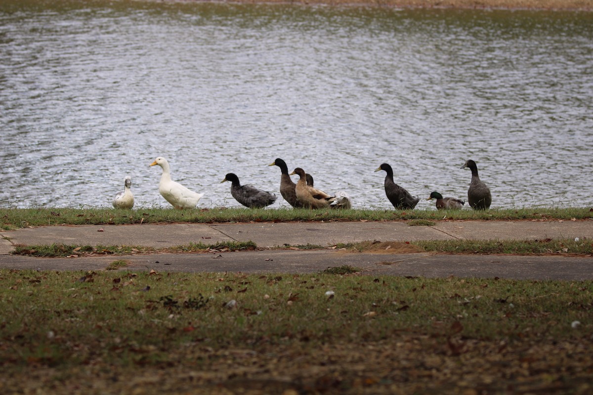 Muscovy Duck (Domestic type) - Susan Wood