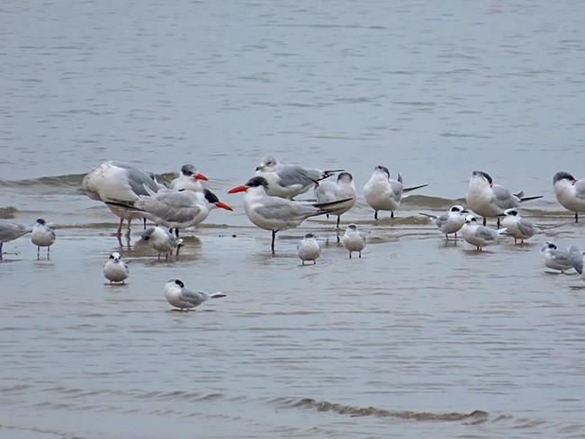 Caspian Tern - Nancy Anderson