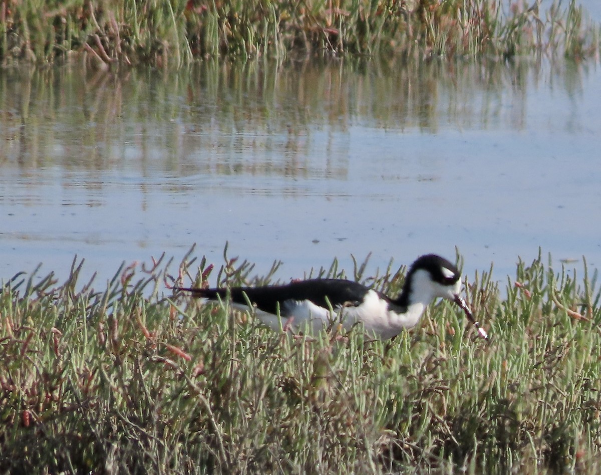 Black-necked Stilt - ML610186999