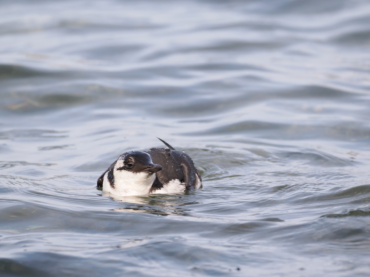 Guillemot marmette - ML610187013