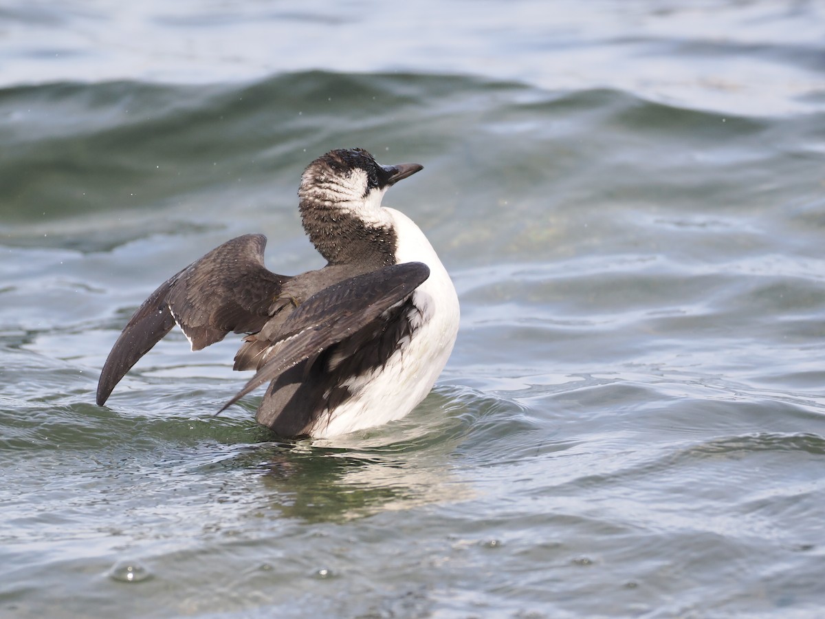 Guillemot marmette - ML610187014